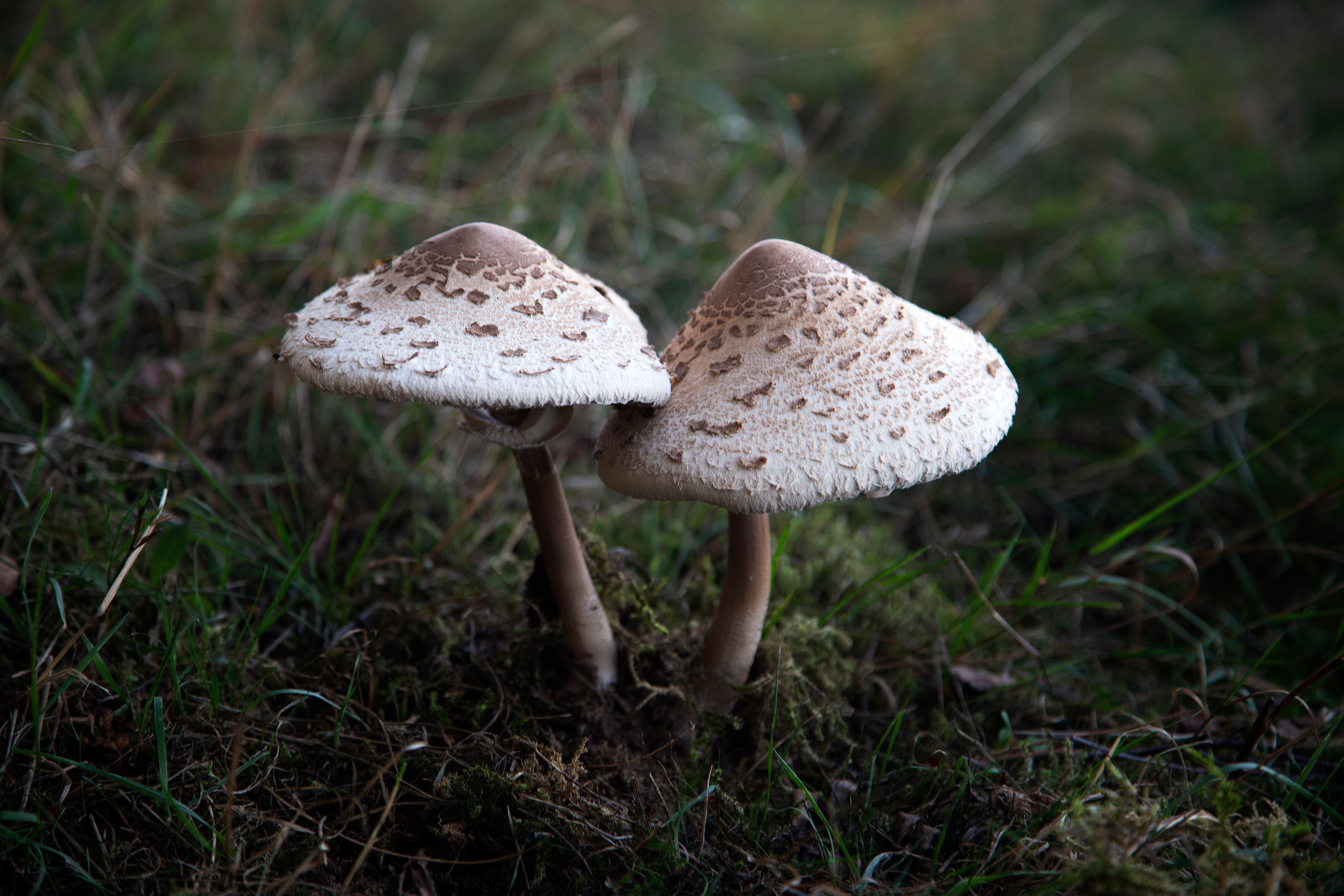  paddenstoelen in Nationaal Park De Maasduinen