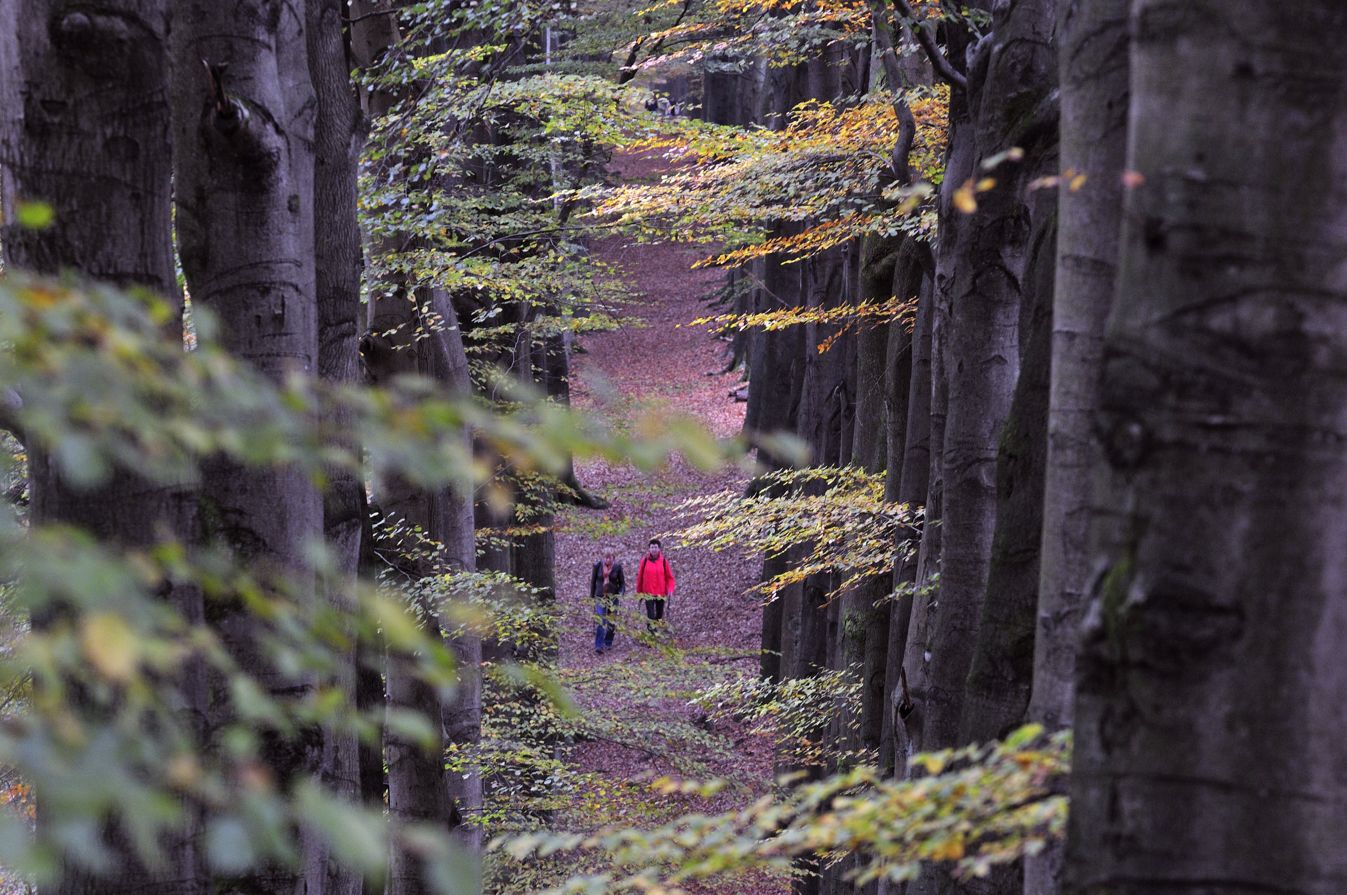 Mensen in het bos van Nationaal Park Veluwezoom