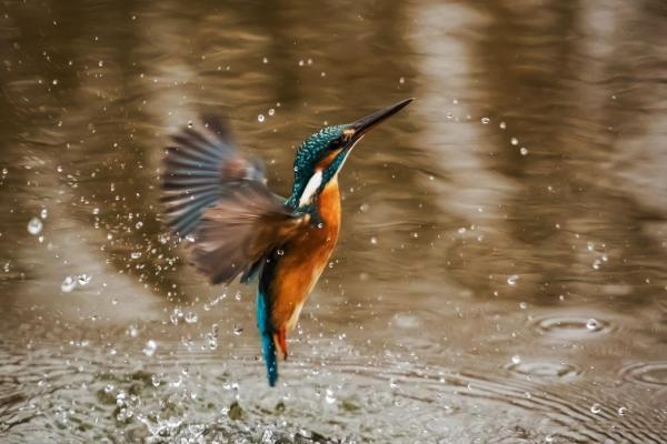 Ijsvogel