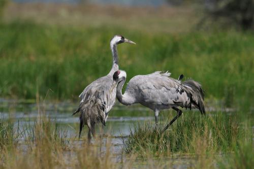 Twee grote grijze kraanvogels in het water