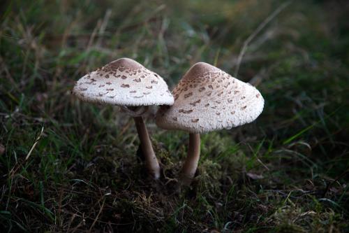  paddenstoelen in Nationaal Park De Maasduinen