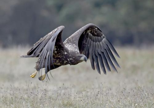 De zeearend in Nationaal Park Lauwersmeer