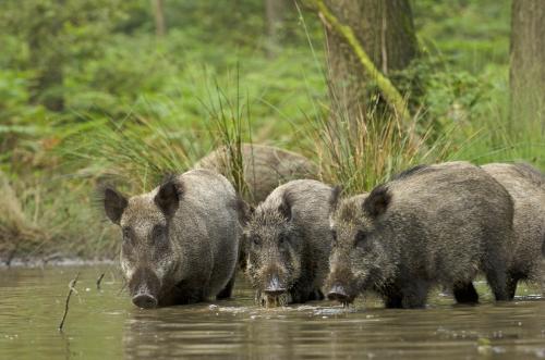 wilde zwijnen in het water 