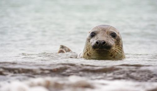 zeehond in het water